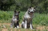 AKITA INU 361